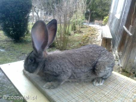 Belgijski olbrzym szary-Samce