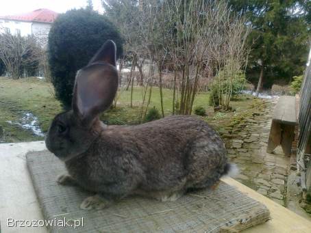 Belgijski olbrzym szary-Samce