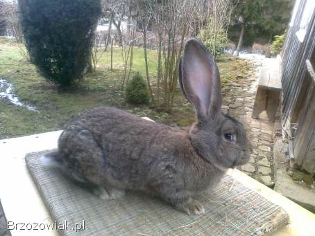 Belgijski olbrzym szary-Samce