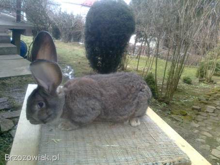 Belgijski olbrzym szary-Samce