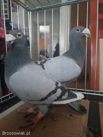 Gołębie sprzedam