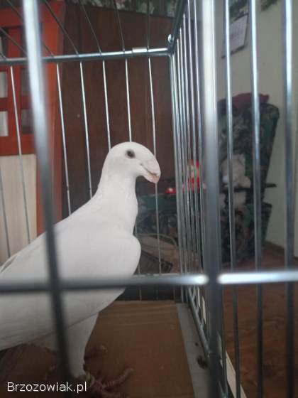 Gołębie sprzedam