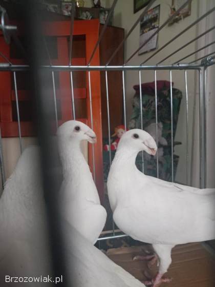 Gołębie sprzedam