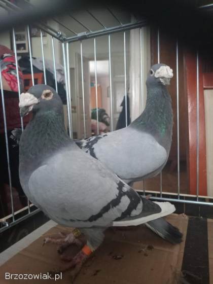 Gołębie sprzedam