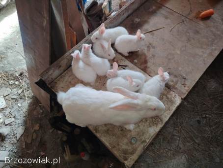 Samica termondzka z młodymi