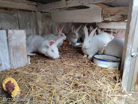 Króliki termondzkie młode