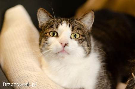 Kibo -  roztopi nawet najtwardsze serca!