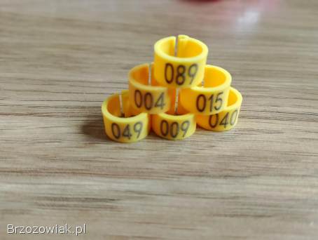 Obrączki i znaczniki na gołębie