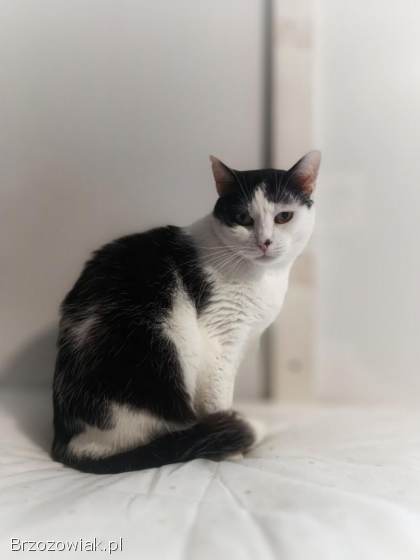 Drucik -  spokojny,  łagodny kotek szuka domu!