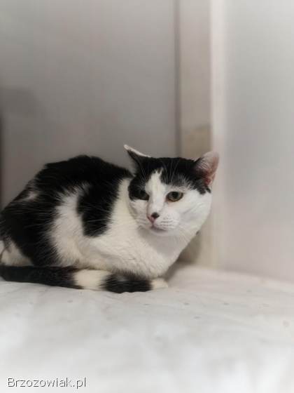 Drucik -  spokojny,  łagodny kotek szuka domu!
