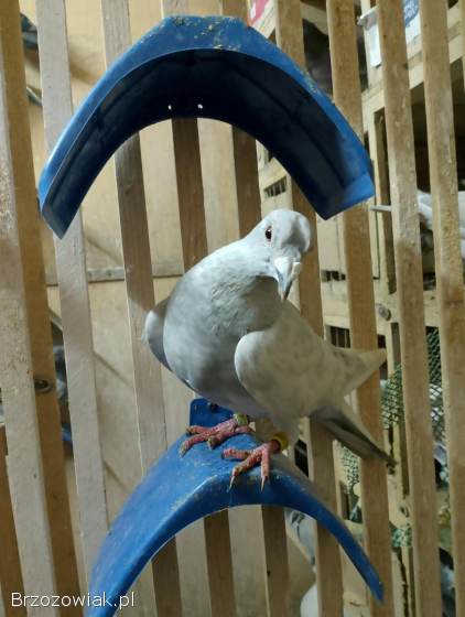 Siodełka dla gołębi