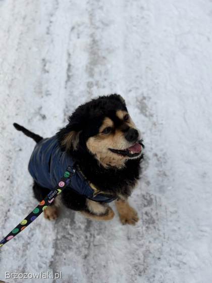 Banan -  cudowny psiak uratowany z łańcucha