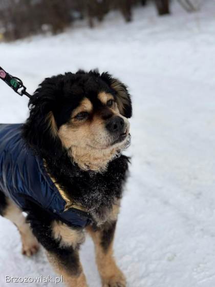 Banan -  cudowny psiak uratowany z łańcucha