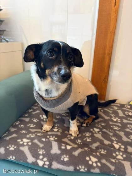 Nakolankowa Pusia,  rozkoszna,  domowa sunia!