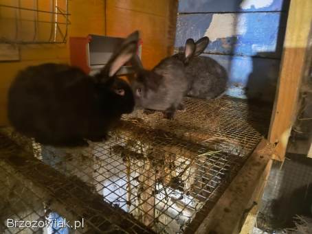 Króliki różne rasy