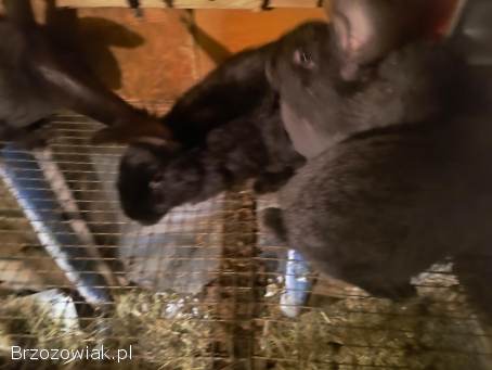 Króliki różne rasy