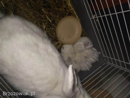 Króliki różne rasy