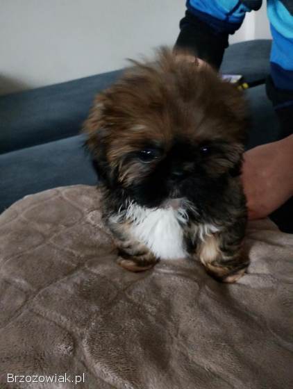 Szukamy kochajacych domków dla shih tzu