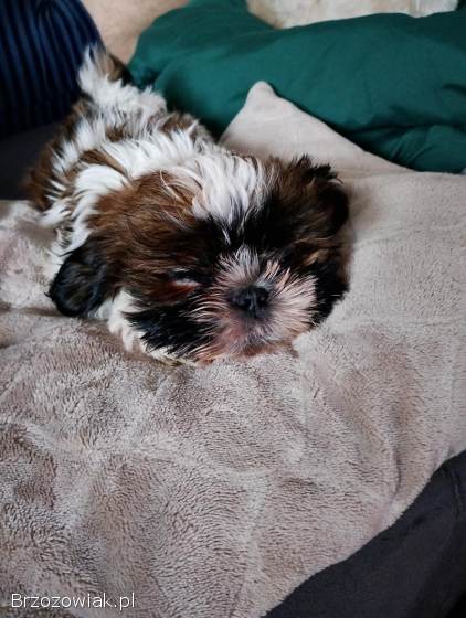 Szukamy kochajacych domków dla shih tzu