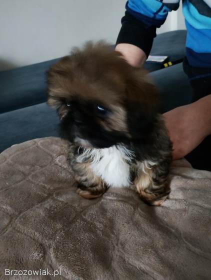 Szukamy kochajacych domków dla shih tzu