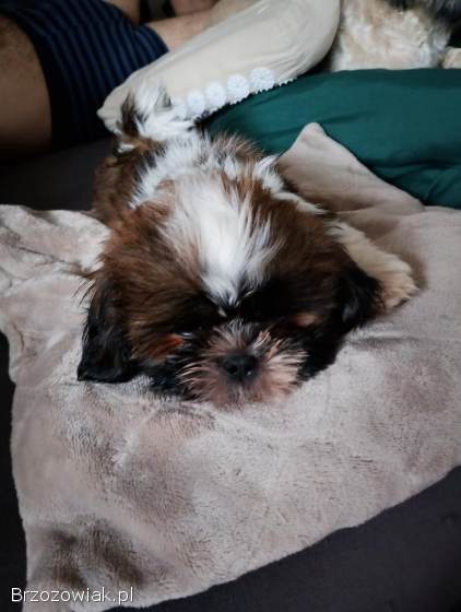 Szukamy kochajacych domków dla shih tzu