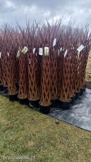Wierzba pleciona salix amerykańska