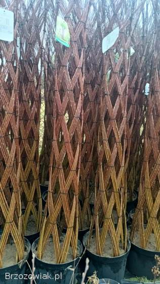 Wierzba pleciona salix amerykańska