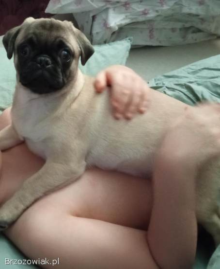 Sprzedam śliczną 5-miesieczna sunie