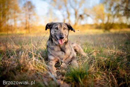 Karinka -  niekonfliktowa,  delikatna,  spokojna sunia