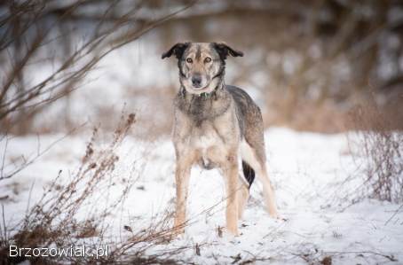 Karinka -  niekonfliktowa,  delikatna,  spokojna sunia