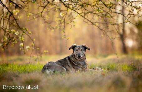 Karinka -  niekonfliktowa,  delikatna,  spokojna sunia