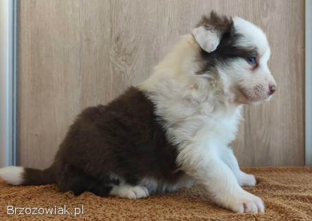 Rasowa suczka Border Collie z pełną dok.  przebadani rodzice