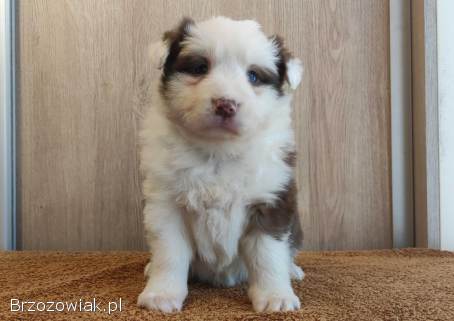 Rasowa suczka Border Collie z pełną dok.  przebadani rodzice