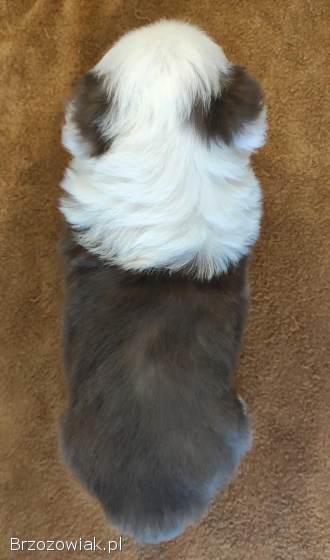 Rasowa suczka Border Collie z pełną dok.  przebadani rodzice