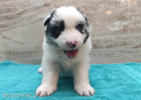 Pies SZOGUN Border Collie rasowy z hodowli z dokumentami do rezerwacji