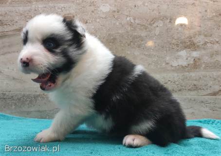 Pies SZOGUN Border Collie rasowy z hodowli z dokumentami do rezerwacji