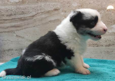 Pies SZOGUN Border Collie rasowy z hodowli z dokumentami do rezerwacji