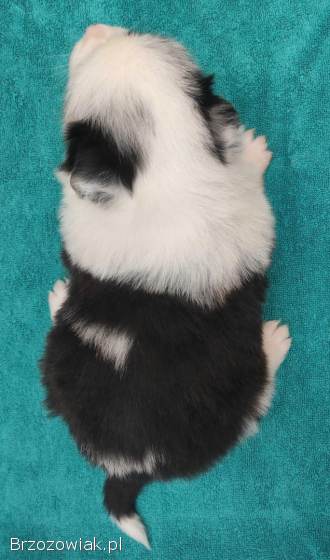 Pies SZOGUN Border Collie rasowy z hodowli z dokumentami do rezerwacji