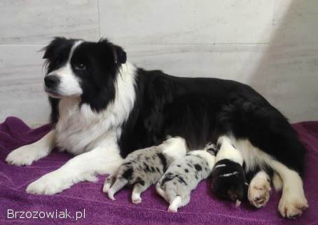Pies SZOGUN Border Collie rasowy z hodowli z dokumentami do rezerwacji