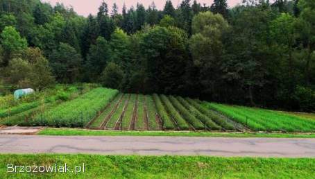 Sadzonki modrzew świerk sosna jodła brzoza olcha grab tuja borówka +mikoryza
