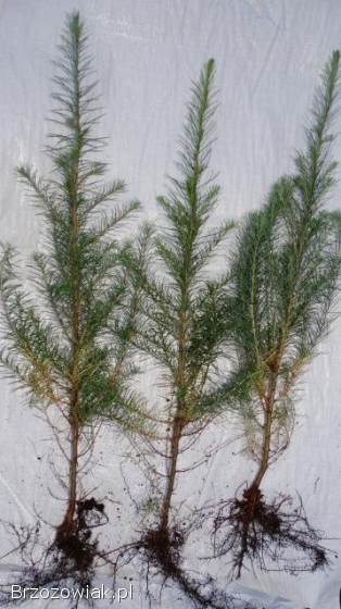 Sadzonki modrzew świerk sosna jodła brzoza olcha grab tuja borówka +mikoryza