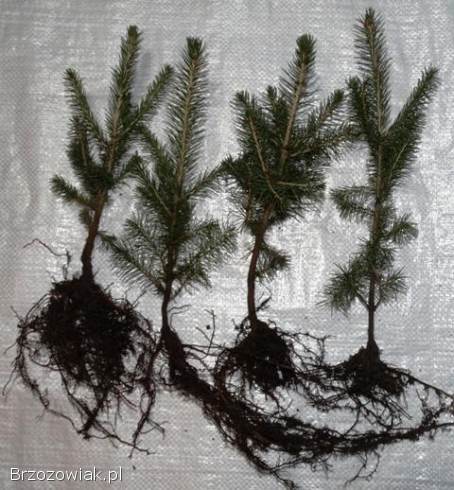 Sadzonki modrzew świerk sosna jodła brzoza olcha grab tuja borówka +mikoryza