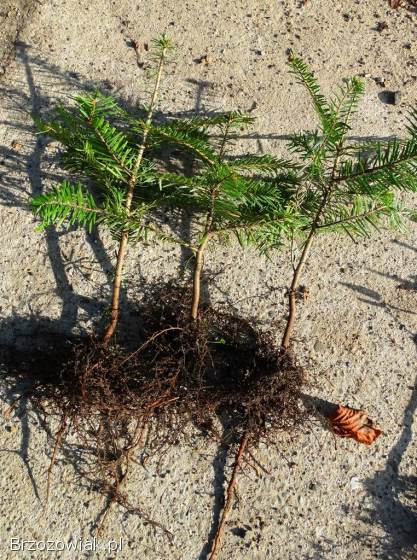 Sadzonki modrzew świerk sosna jodła brzoza olcha grab tuja borówka +mikoryza