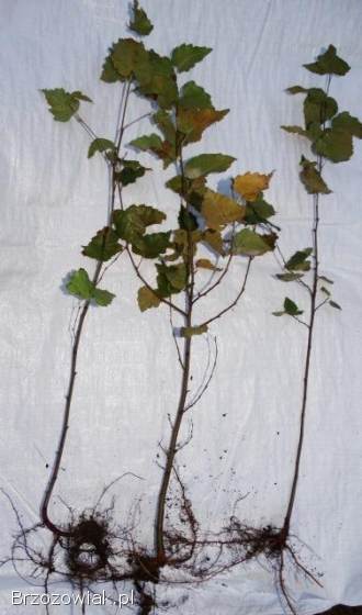 Sadzonki modrzew świerk sosna jodła brzoza olcha grab tuja borówka +mikoryza