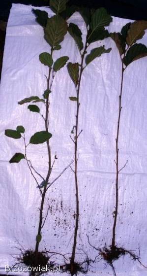 Sadzonki modrzew świerk sosna jodła brzoza olcha grab tuja borówka +mikoryza