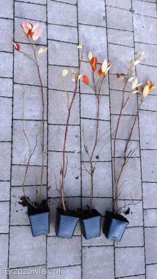 Sadzonki modrzew świerk sosna jodła brzoza olcha grab tuja borówka +mikoryza