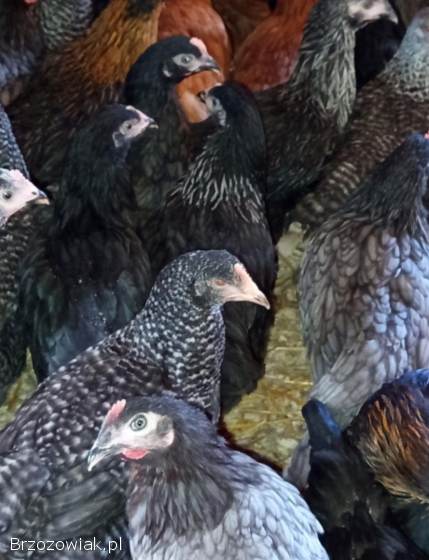 Młode kury kokoszki rossa i inne