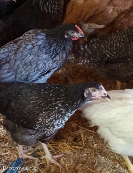 Młode kury kokoszki rossa i inne