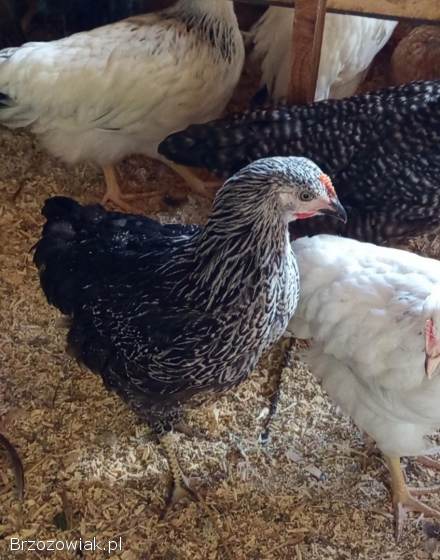 Młode kury kokoszki rossa i inne