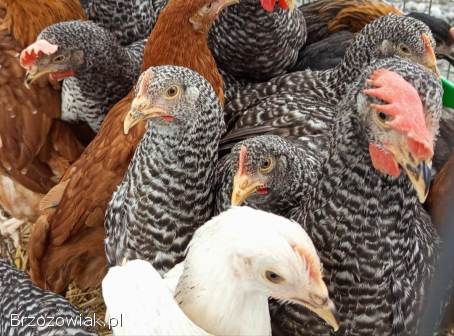 Młode kury kokoszki rossa i inne